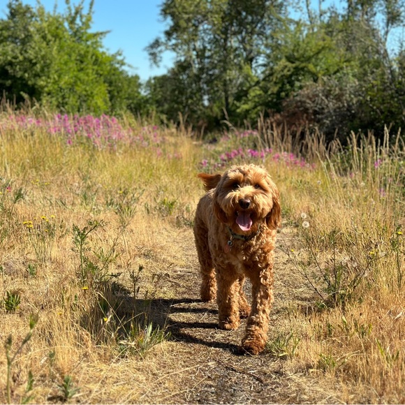 Meet your Posher, Brooke - Picture 3 of 4